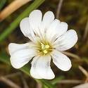 Cerastium beeringianum. A small white flower with heart shaped petals.